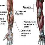 Как подкачать руки девушкам — комплекс упражнений