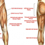 Подборка упражнения для накачивания ягодиц, мышц ног