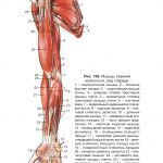 Анатомия, название и строение мышщ на руках
