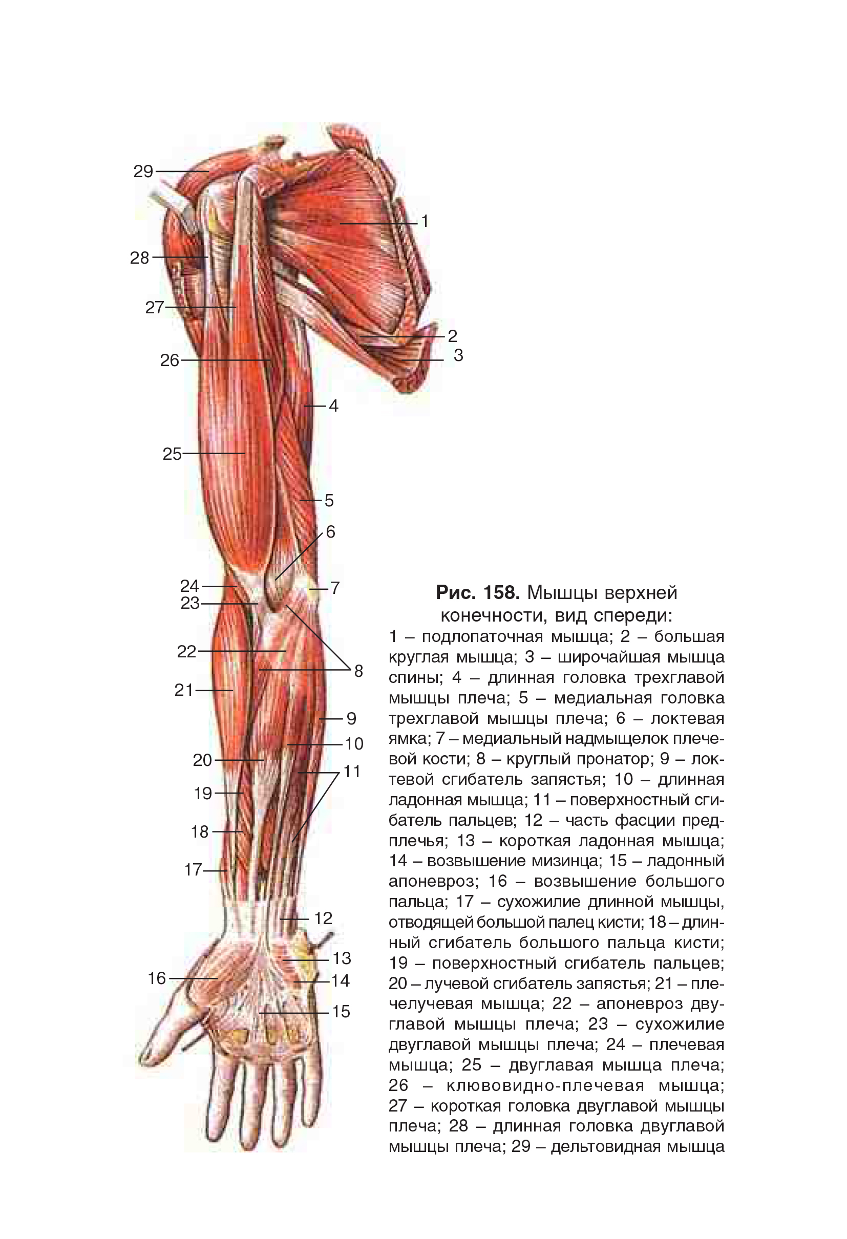 http://burlesk-shop.ru/zdorovje/anatomiya-nazvanie-i-stroenie-myishsch-na-rukah.html/attachment/3238