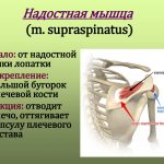 Техника выполнения армейского жима — рекомендации для новичков