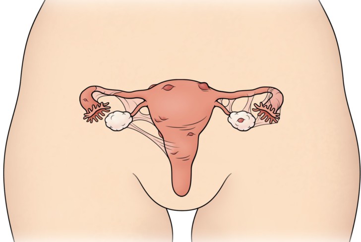 Пальпация шейки матки: как выглядит до зачатия и какие изменения происходят на ранних сроках при беременности?